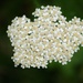 Queen Anne's Lace by radiogirl