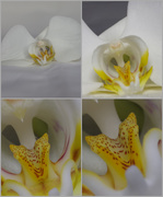 15th Aug 2019 - orchid macroed