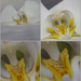 orchid macroed by 30pics4jackiesdiamond