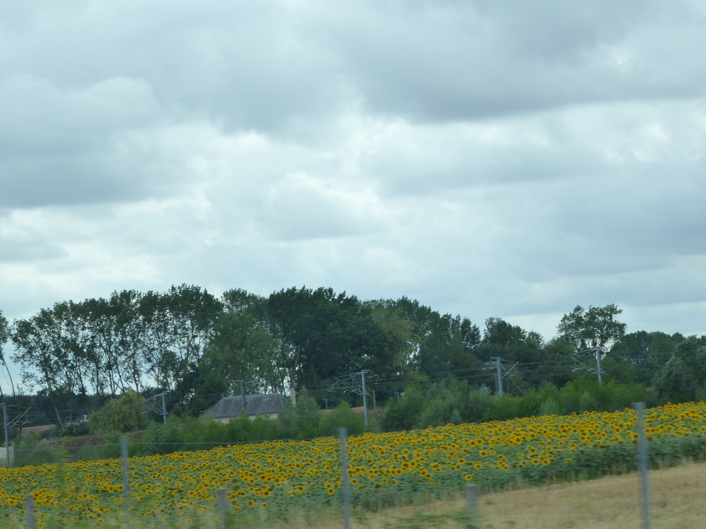 Sunflowers all over this part of France .  by chimfa