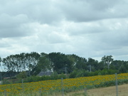 7th Aug 2019 - Sunflowers all over this part of France . 