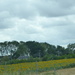 Sunflowers all over this part of France .  by chimfa