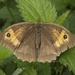 meadow brown by helenhall