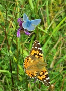 15th Aug 2019 - Painted Lady and Common Blue