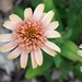 Supreme Canalope Coneflower by sandlily
