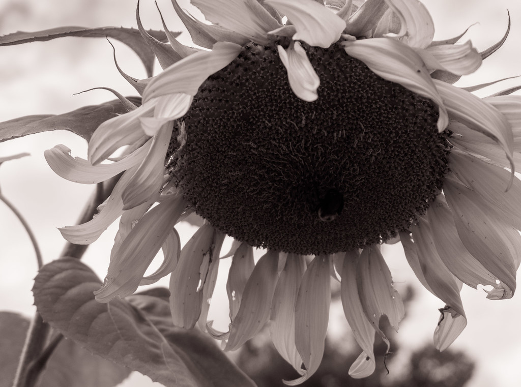 Giant Sunflower by randystreat