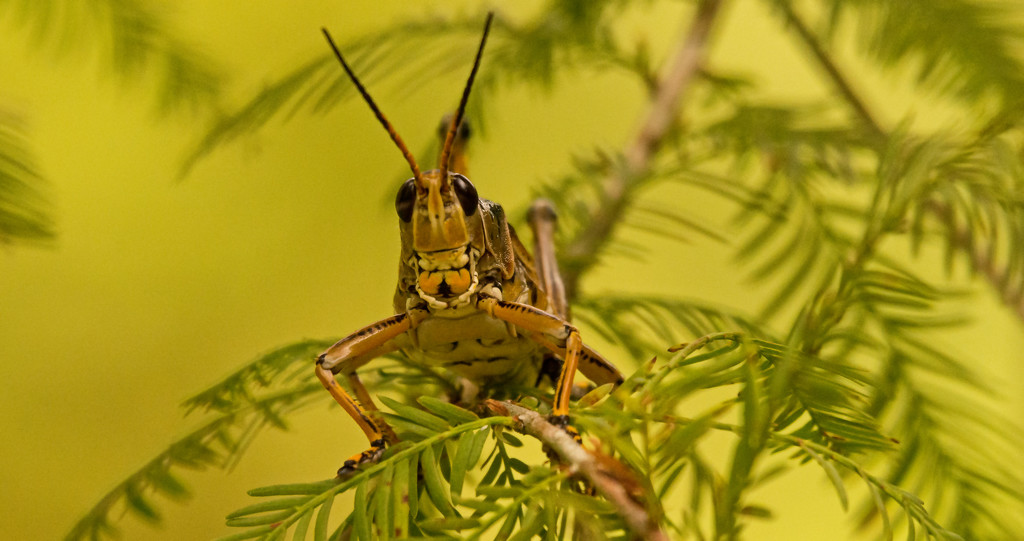 Eastern Lubber Grasshopper Head On! by rickster549