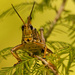 Eastern Lubber Grasshopper Head On! by rickster549