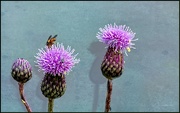 16th Aug 2019 - More thistles