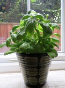 15th Aug 2019 - Basil in the kitchen window