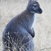 Wallaby by kgolab