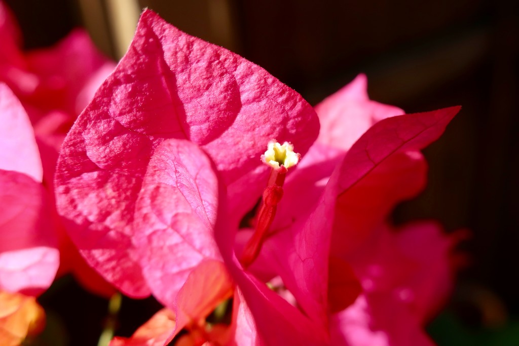 “Three simple waxy flowers” by Lou Ann · 365 Project