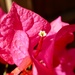 “Three simple waxy flowers” by louannwarren