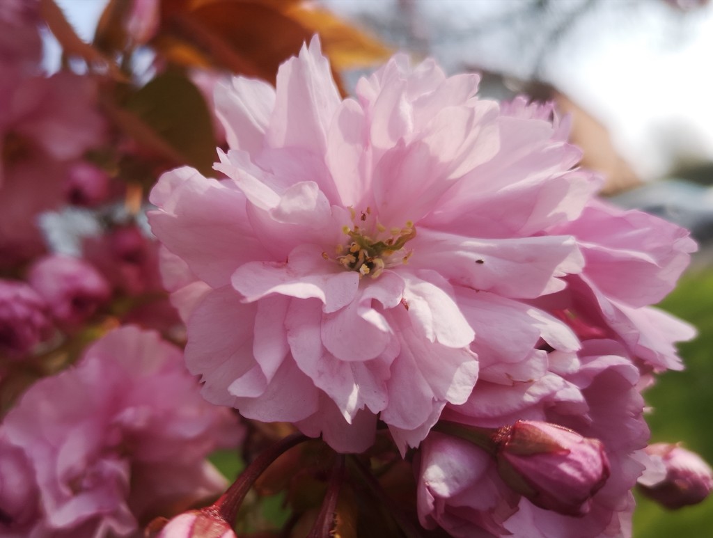 Cherry Blossom  by plainjaneandnononsense