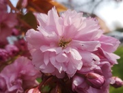 18th Apr 2019 - Cherry Blossom 