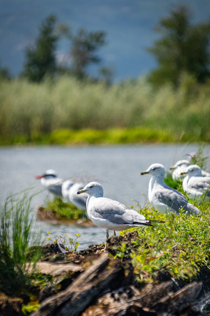 Seagulls enjoying a sunny day! by 365karly1