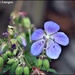 A pretty wild flower by rosiekind