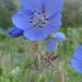 Cransbill by countrylassie