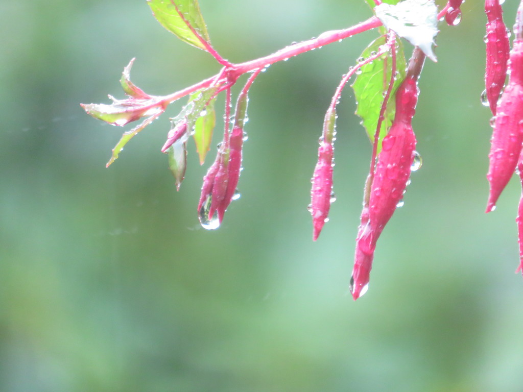 Fuchsia (in the rain) by countrylassie