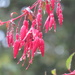 Fuchsia (with bokeh) by countrylassie