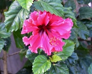 17th Aug 2019 - Pink Frilled Hibiscus ~   