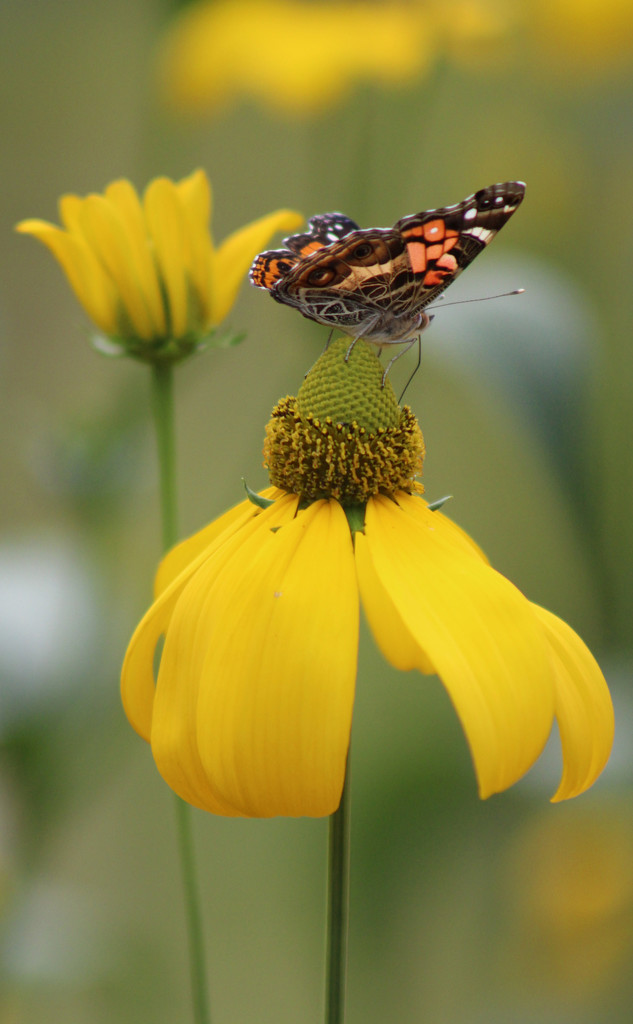 Painted Lady by paintdipper