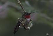 7th Aug 2019 - Male Rubythroated Hummingbird