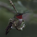 Male Rubythroated Hummingbird by skipt07