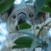 eye spy with my little eye ... by koalagardens