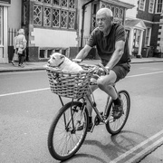 16th Aug 2019 - Canine transport 