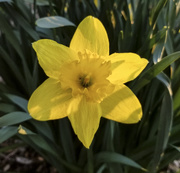 21st Apr 2019 - Spring Daffodil