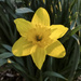 Spring Daffodil by houser934