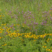 browneyed susans and purple by rminer