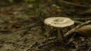 16th Aug 2019 - toadstool