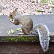 16th Aug 2019 - Stealing the hazelnuts...
