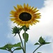 Sunflowers make me happy........... by sailingmusic