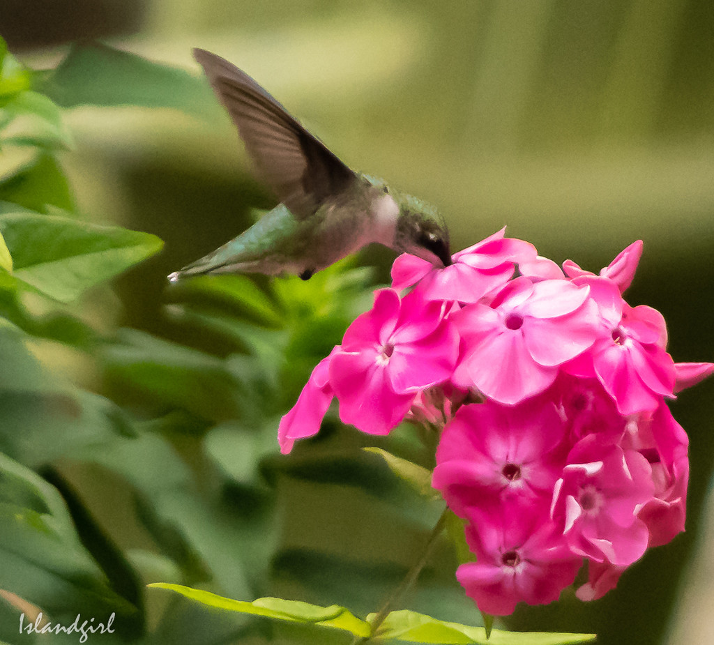 Hummingbird and Phlox  by radiogirl
