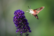 16th Aug 2019 - Hummingbird Moth 