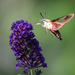Hummingbird Moth  by marylandgirl58