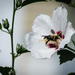 Bee-n Pollinated by marylandgirl58