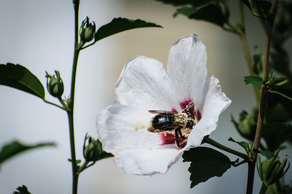 Bee in Rose of Sharon by marylandgirl58