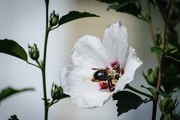 8th Aug 2019 - Bee in Rose of Sharon