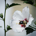 Bee in Rose of Sharon by marylandgirl58