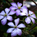 Clematis Circle by farmreporter