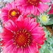 New Flowers In The Flower Garden  by jo38