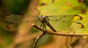 16th Aug 2019 - Dragonfly Hanging On!