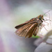 Moth on a Flower by taffy