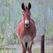 Little Mule With Soulful Eyes by grannysue