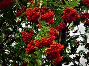 17th Aug 2019 - Rowan berries 