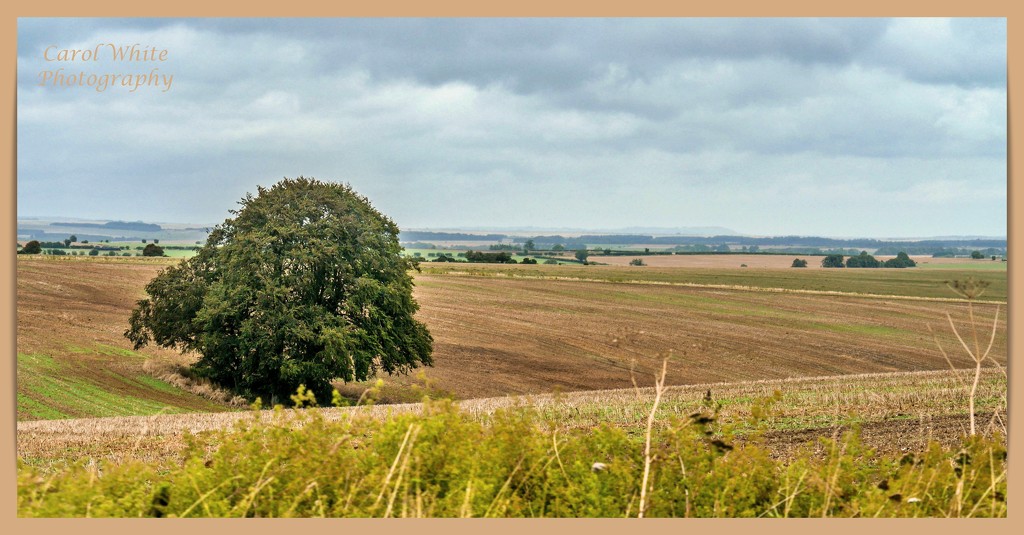 Wiltshire Landscape In Late Summer by carolmw